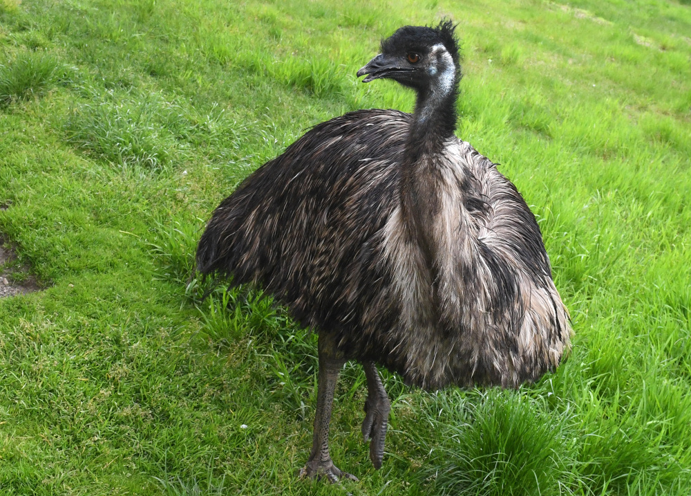 俄罗斯罗伊夫鲁奇动物园