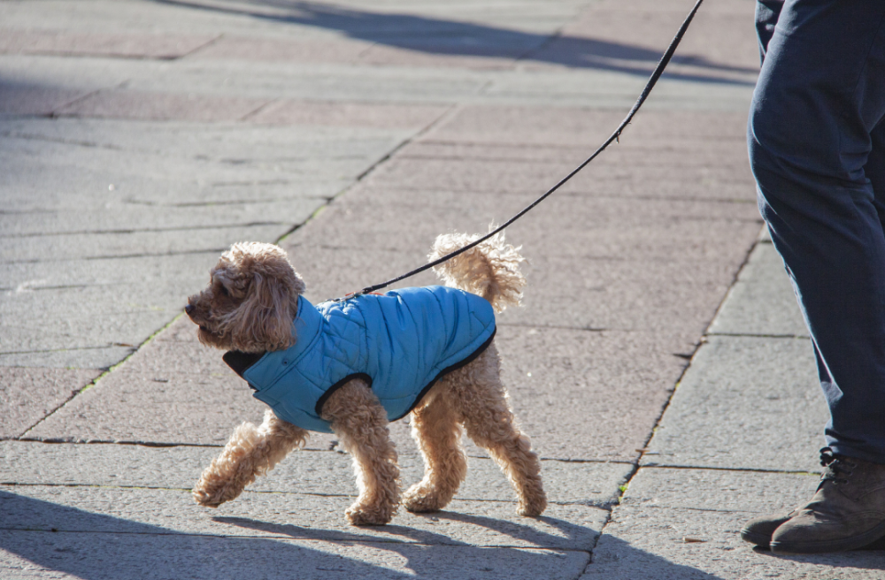 遛狗不牵绳,养狗不办证?江西拟出新规