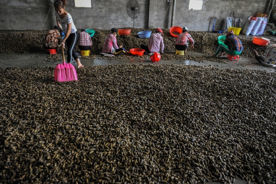 清代岭南槟榔是如何传入湖南的