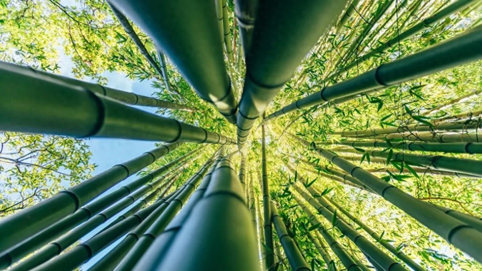 新型竹基塑料可实现高强度与50天自然降解_腾讯新闻