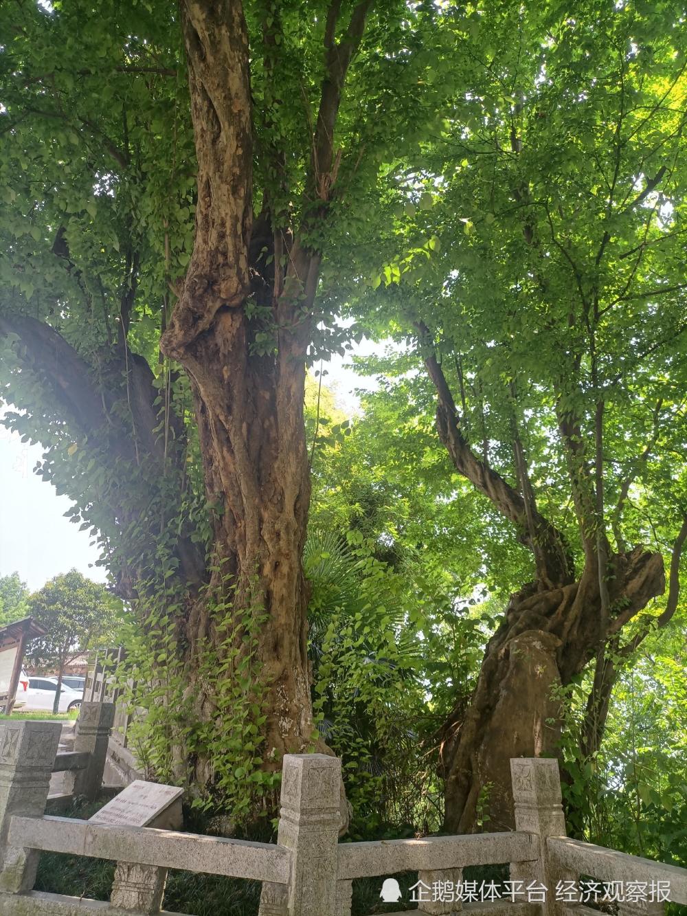 五祖寺的青檀树_腾讯新闻