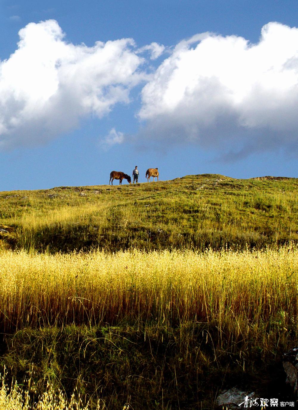 声声慢六月郊野