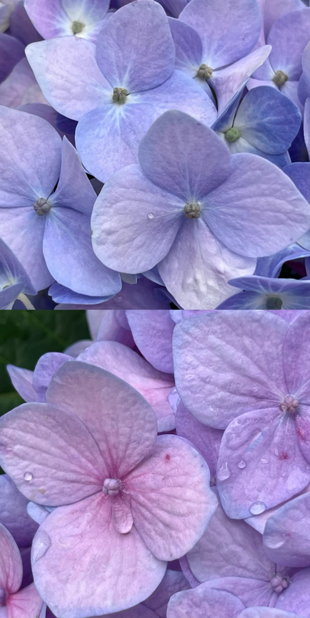 误入爱丽丝童话世界,这片绣球花海太好拍了