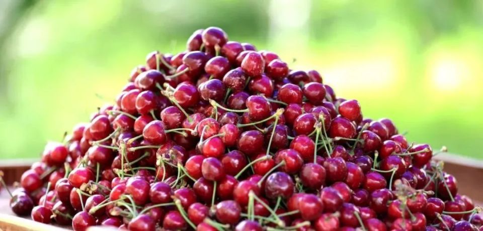 樱桃熟了,莎车县热闹了!"5·19"中国旅游日活动精彩纷呈