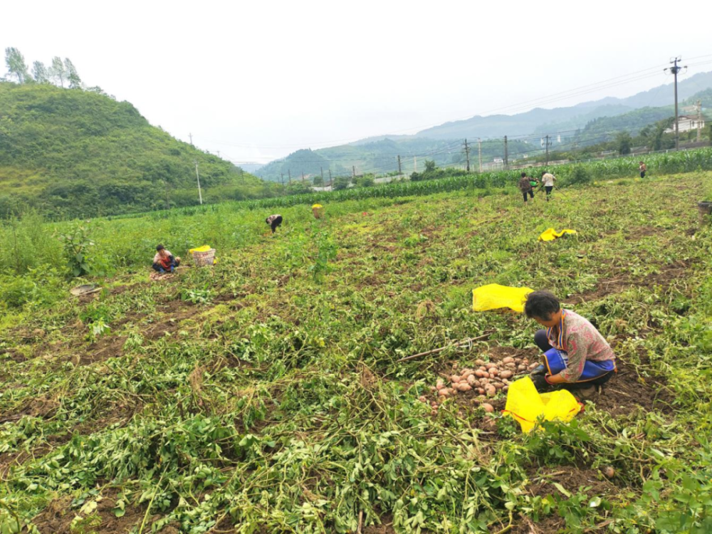 10万斤!养龙司镇灯塔村土豆迎来丰收