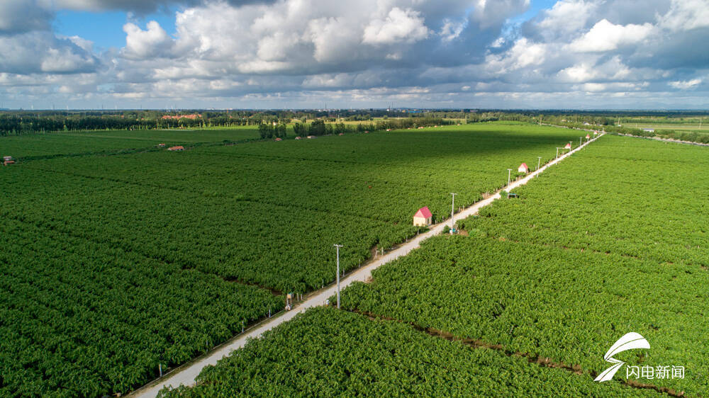 昌邑市卜庄镇多措并举夯实乡村振兴治理根基_腾讯新闻