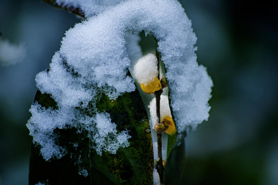 腊梅雪景图片大全图片