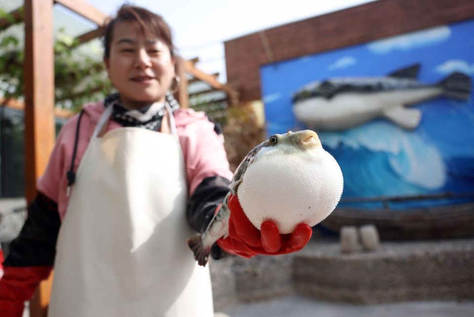 让河豚不再有毒,"中国河豚鱼之乡"产量95%出口海外