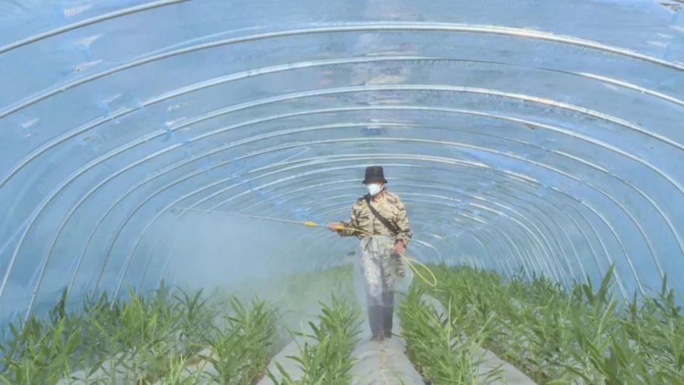 [南方生姜网-图片加载]