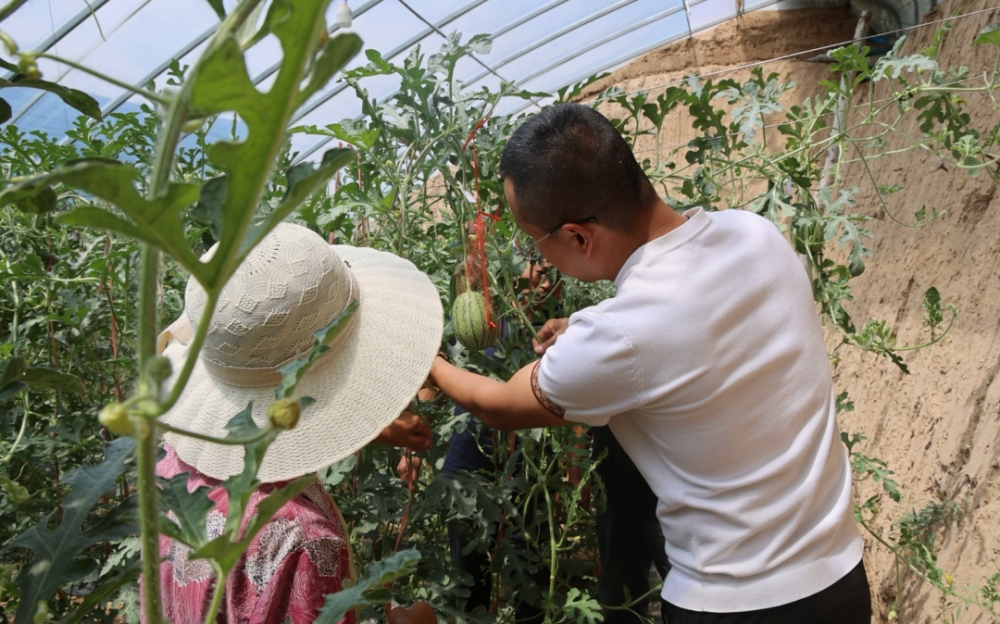 洛川县石头镇:多元特色产业种植 铺就乡村振兴"甜蜜路"