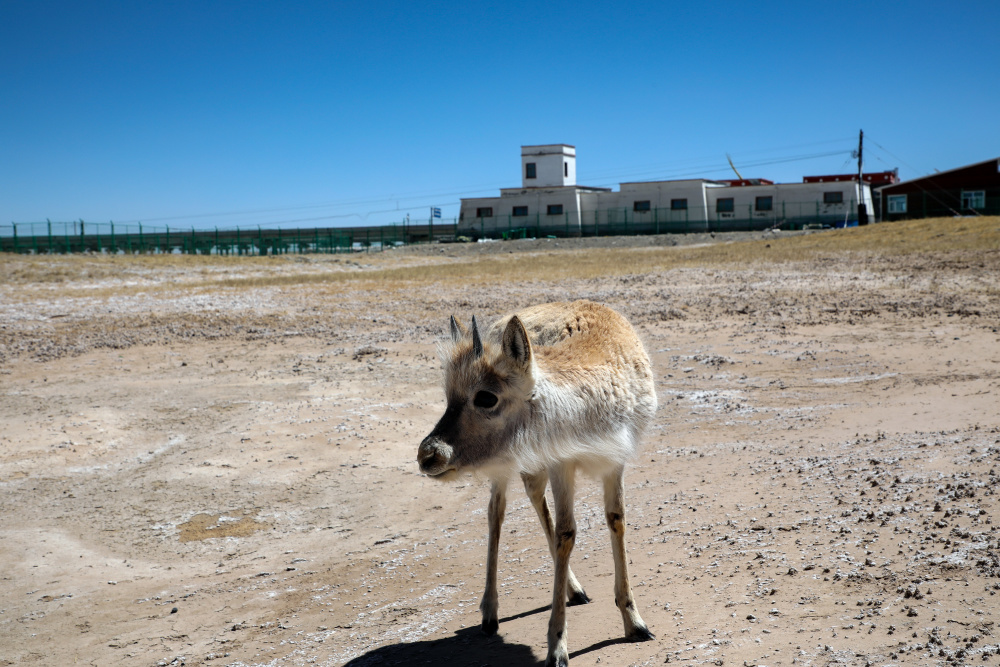 青海可可西里被救助藏羚羊幼仔茁壮成长