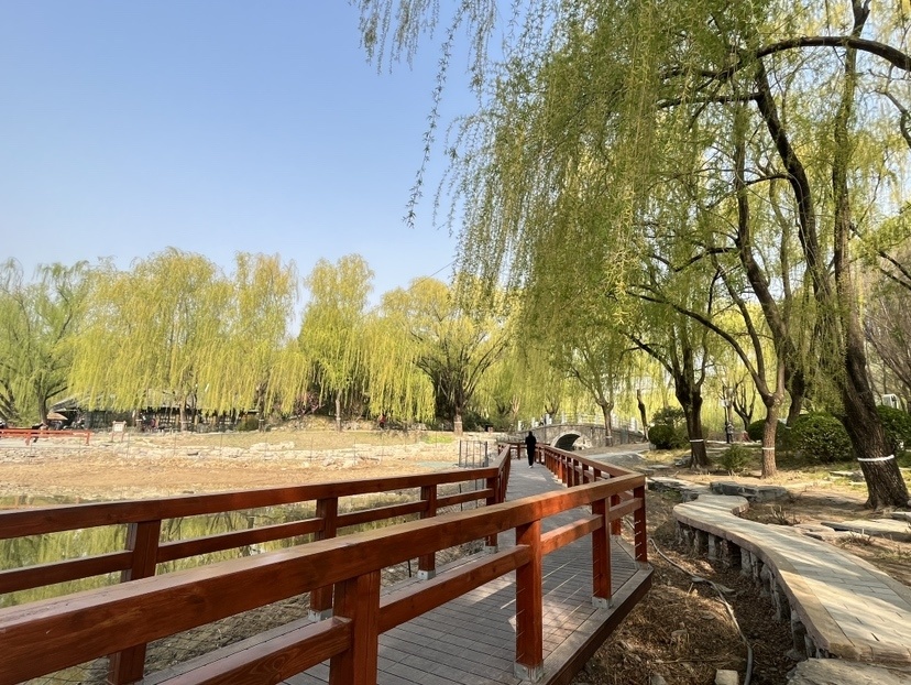 柳文化节开幕到柳荫公园欣赏绿柳拂堤