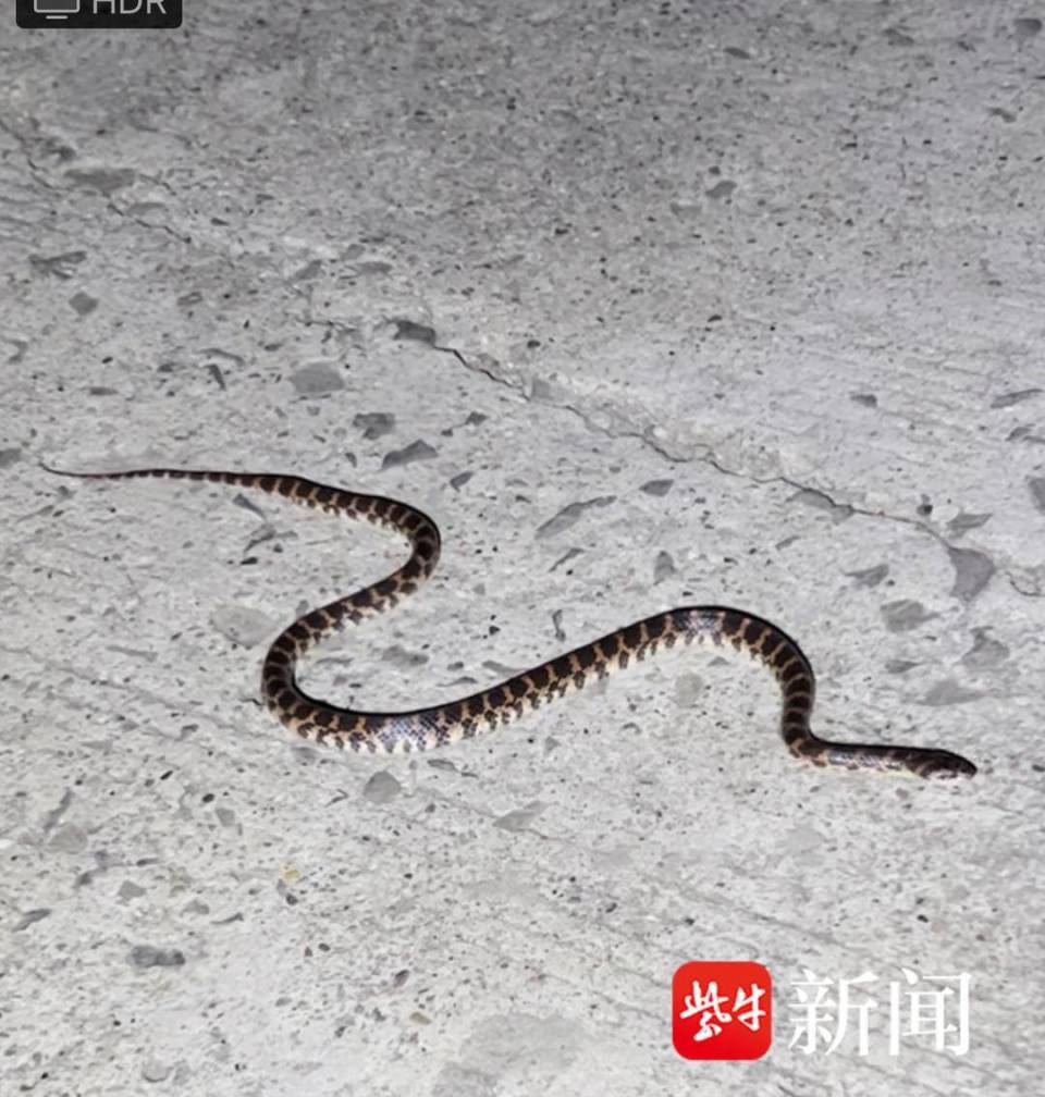 视频 ▏"辣妈"带两娃野外体验"狂野周末",两遇赤链蛇