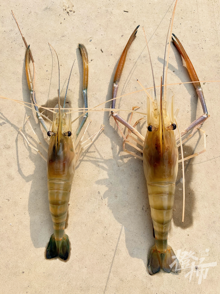 研究发现,西部地区养殖沼虾还能缓解土地盐碱化的问题,亩均产值有1