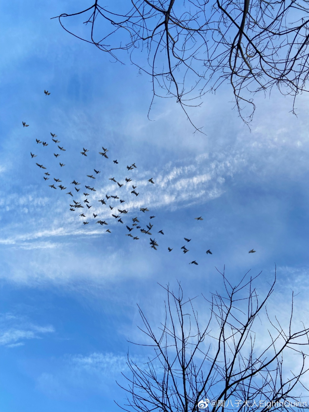 最爱放鸽子的非北京人莫属