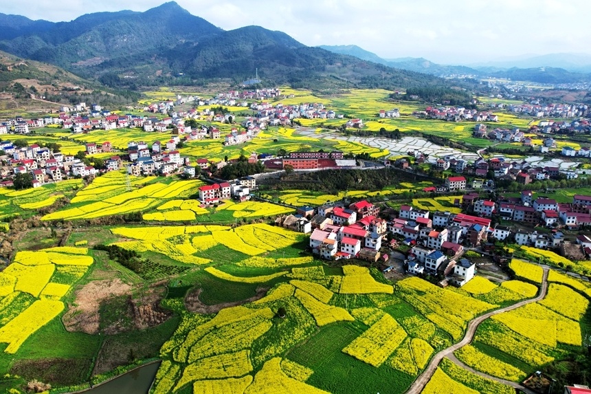 江西莲花油菜花开乡村美