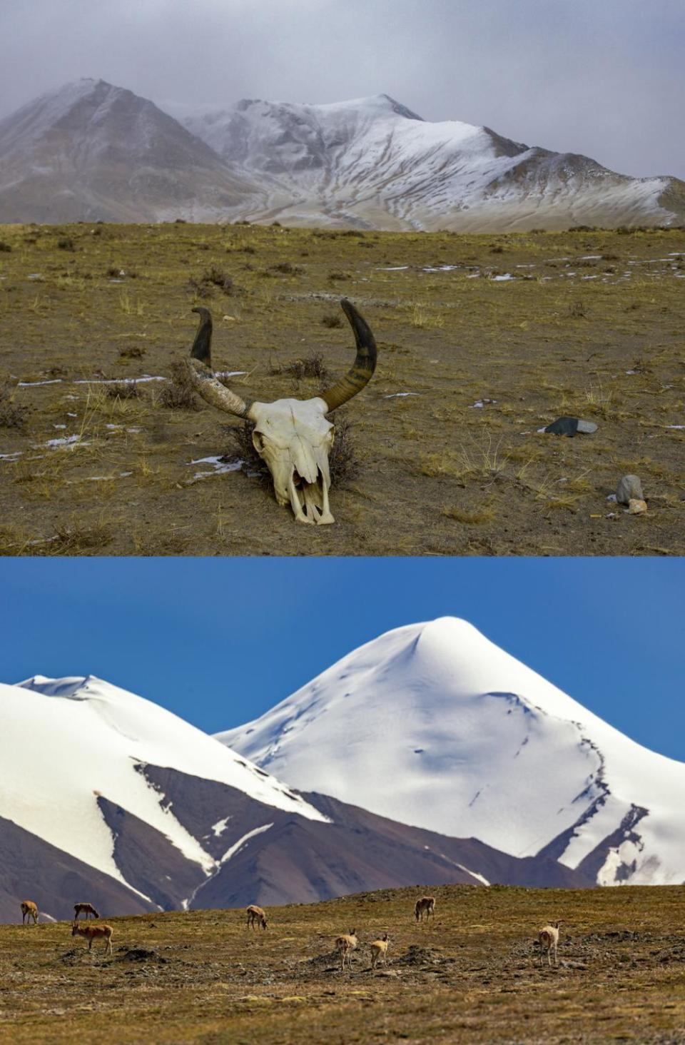 【双语】你好!中国 | 高原上的舞者——藏羚羊_腾讯新闻