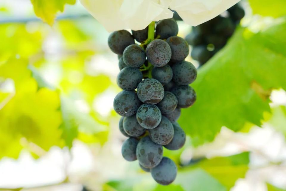 今年夏天的第一口马陆葡萄就要来了!地产品种马葡一号将正式量产