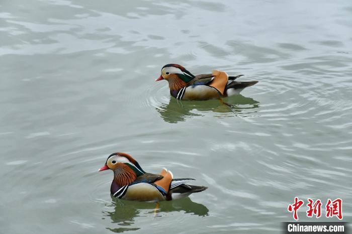 鸳鸯水中嬉戏 雨后西湖尽显自然之美_腾讯新闻