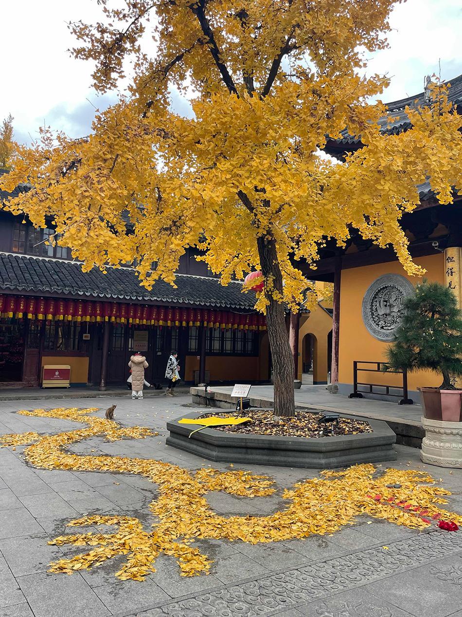 上海龙华寺“银杏猫咪”走红，“扫地僧”摆出造型各异落叶堆