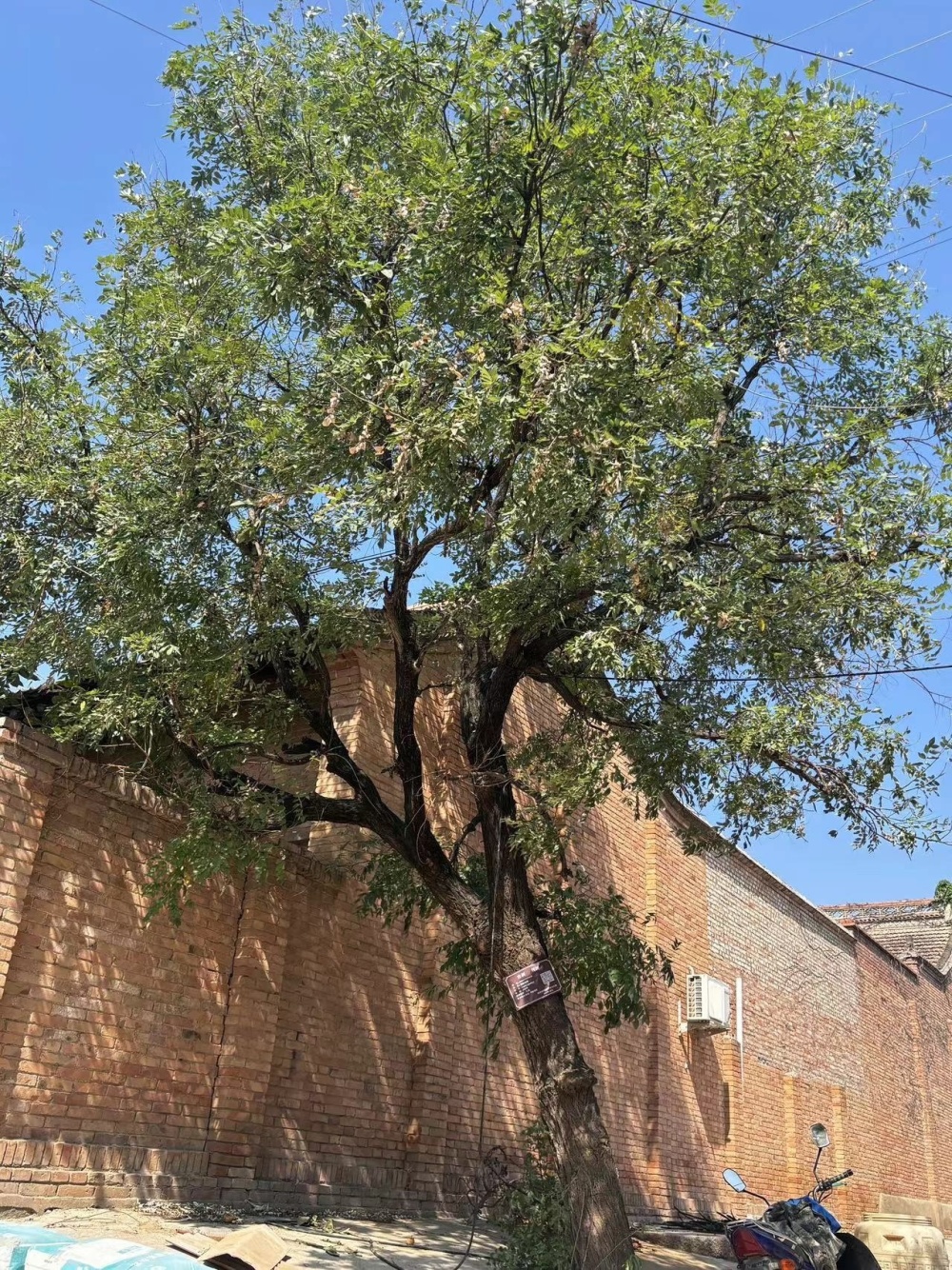 礼泉县昭陵镇刘东村国槐