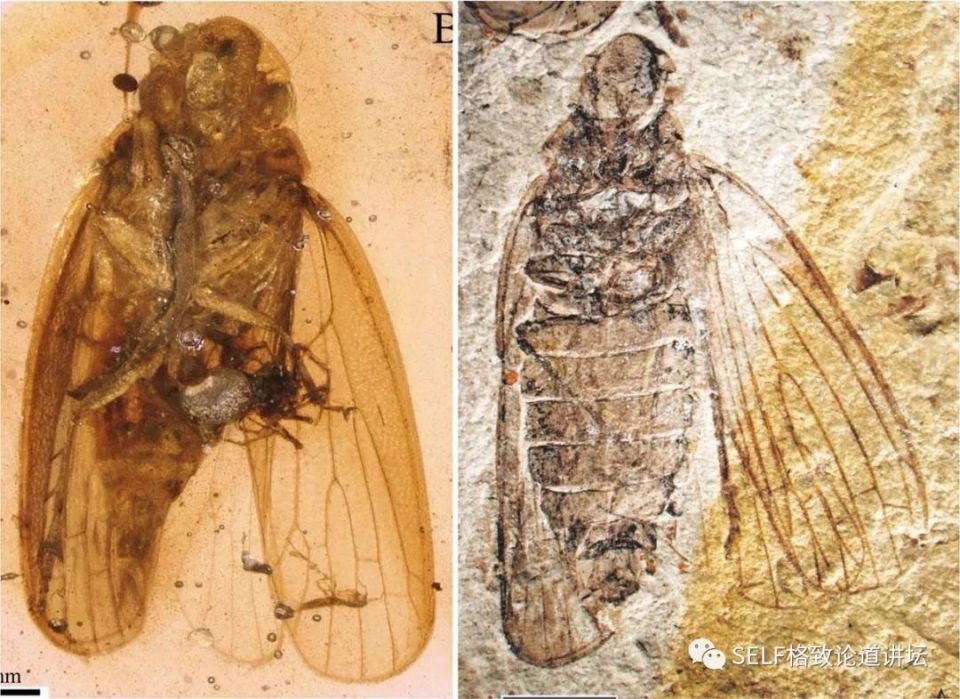 入了琥珀这个"坑",我才发现地球上曾经存在过这么奇特的生物 | 王博