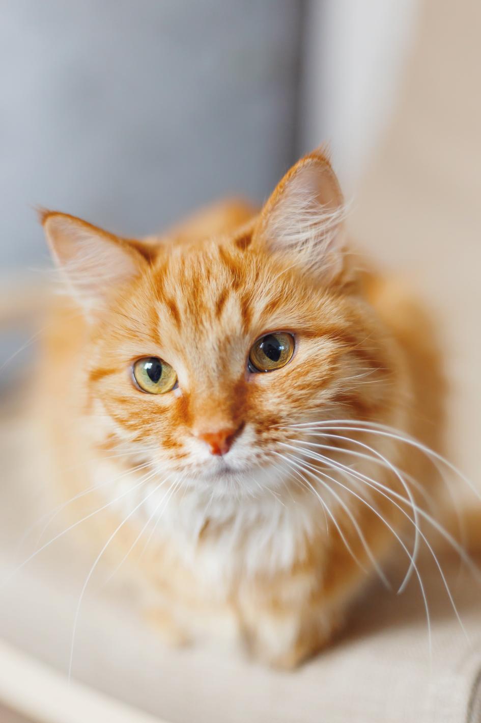 双语你好中国猫咪这么可爱为什么十二生肖没有它