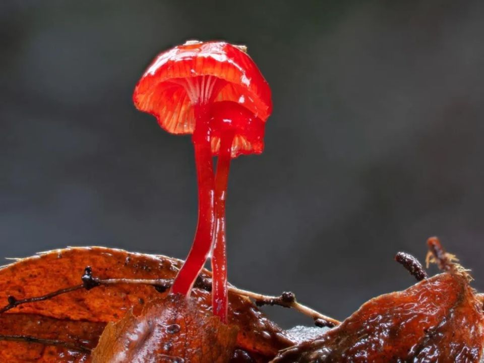 这些罕见的蘑菇还没吃进嘴里就让人开始眩晕了