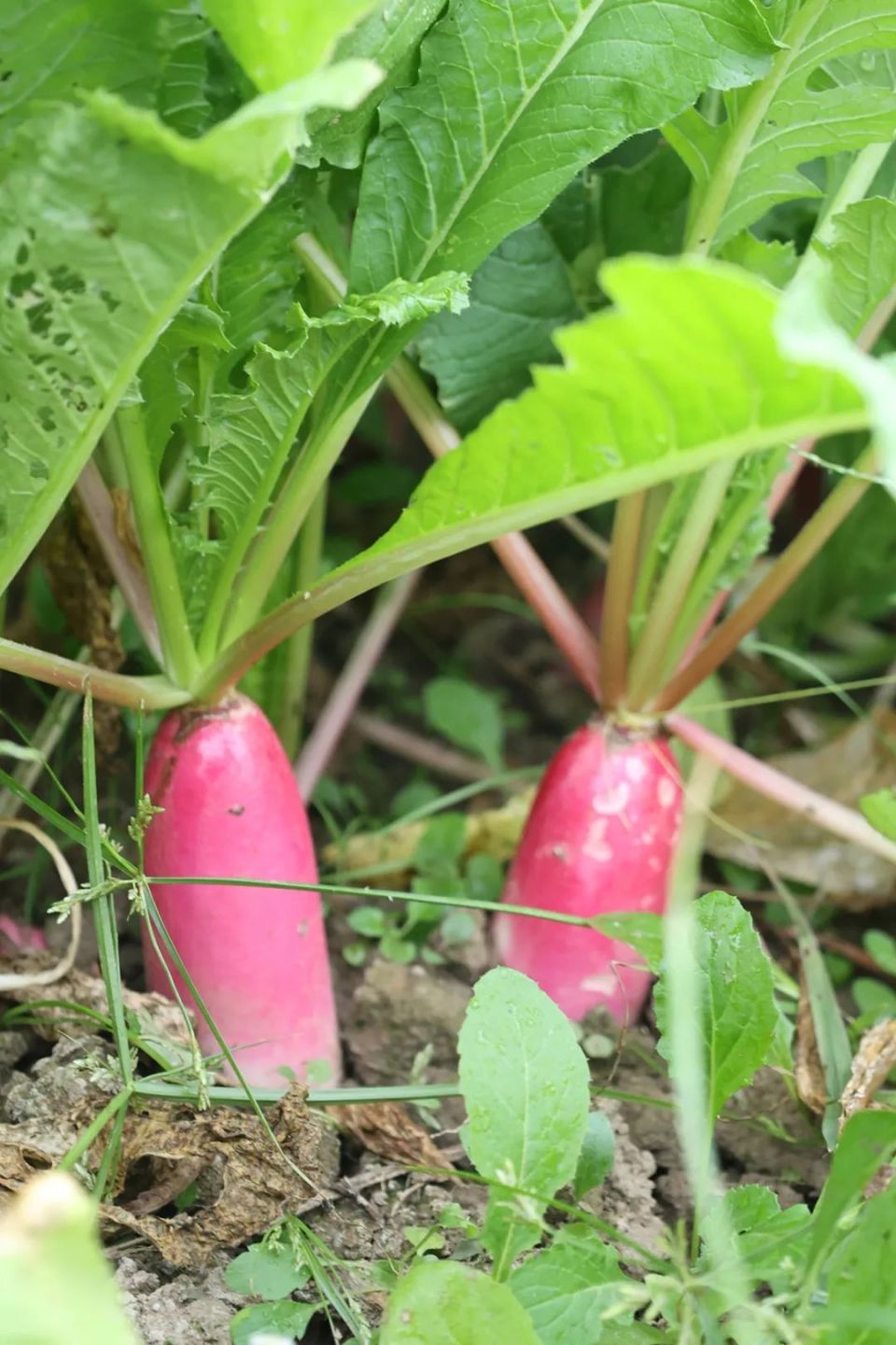 先去菜地里拔萝卜一起跟着卢阿姨学习制作萝卜丝饼吧一位美食达人