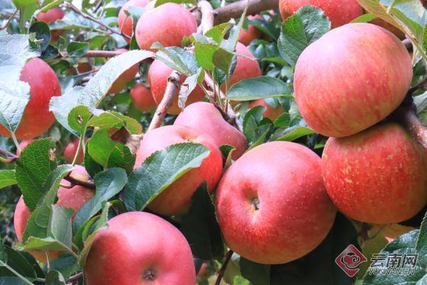 云南宾川致富小苹果映红乡村振兴路