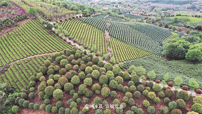宣城:春润翠峰 茶香满园