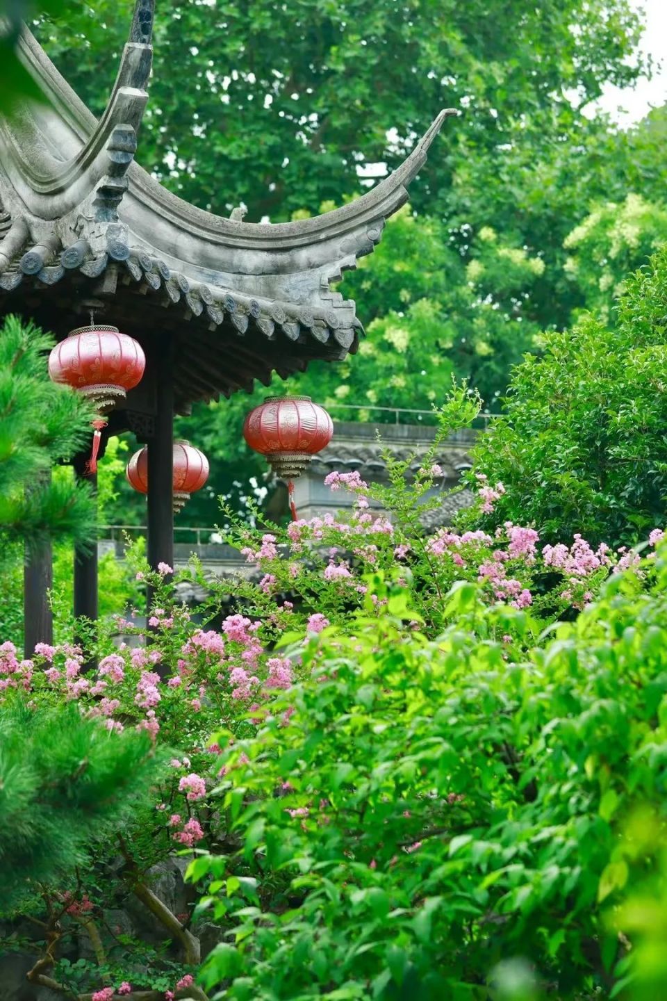 早安南京 | 这个夏天,来园林觅一方清凉与诗意