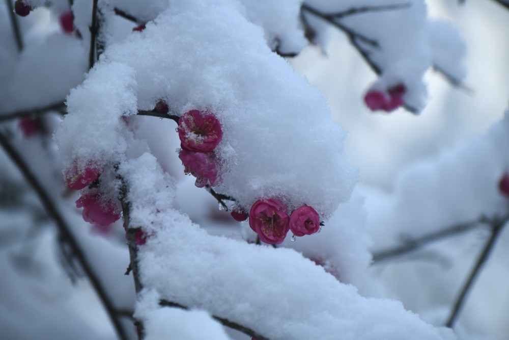 梅雪飞飞图片图片