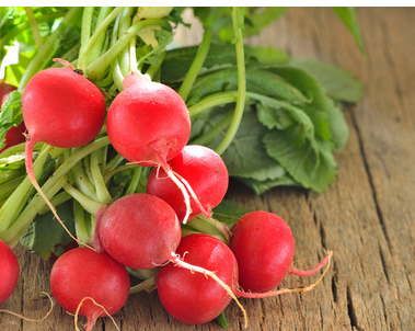 田治江 | 水萝卜