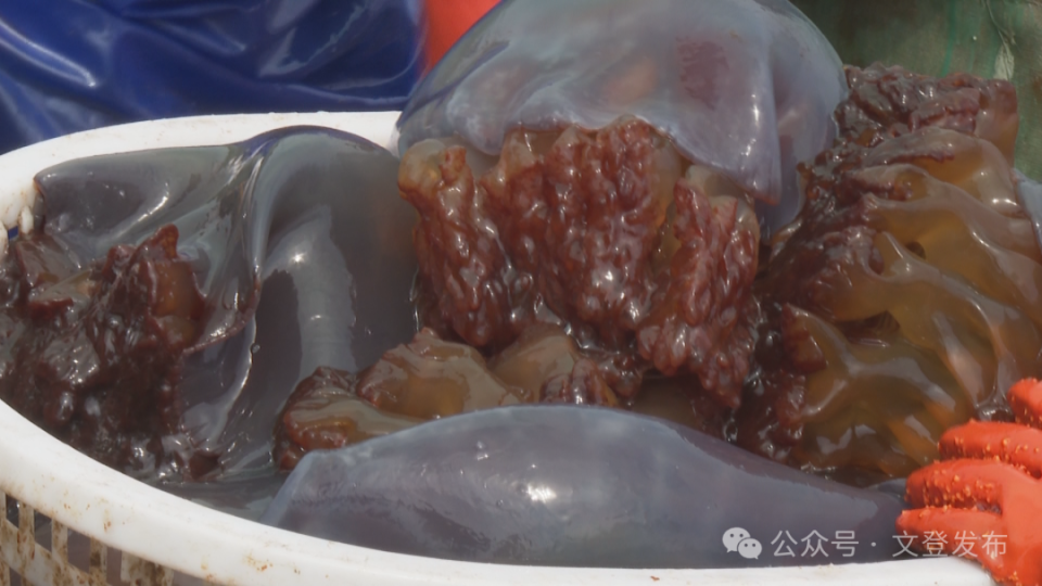 文登:人工养殖海蜇喜获丰收