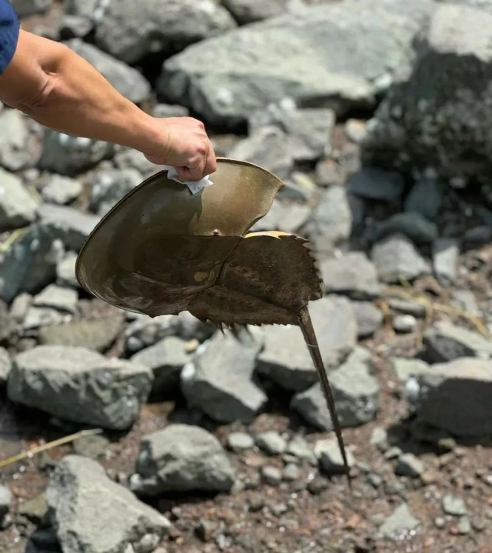 蓝血"海洋活化石"冲上热搜,深圳湾出现