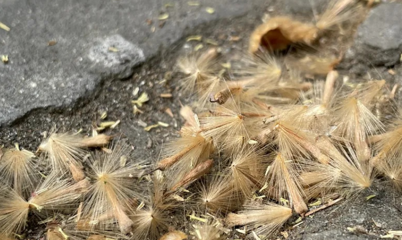 南京梧桐飘絮预报系统上线可24小时内逐小时预报飘絮