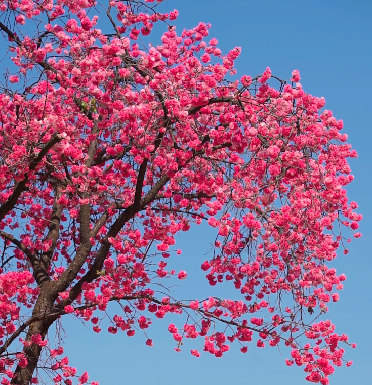 像是在害羞垂下的花朵却是校园别样的风景默不作声的紫藤花入镜的是花