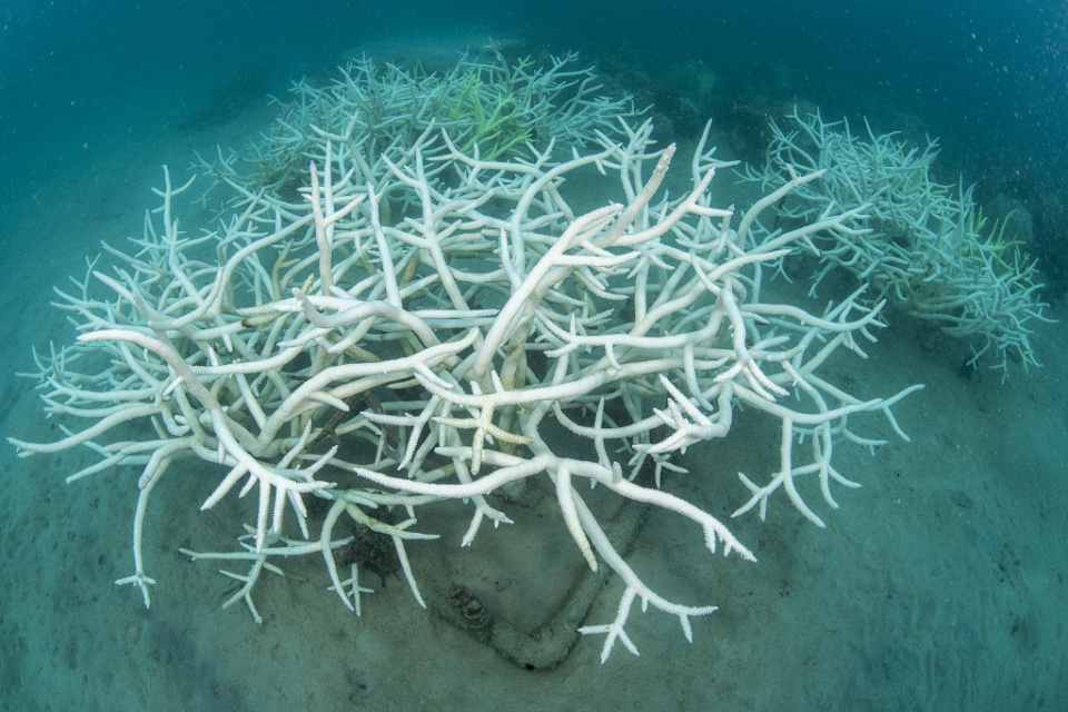 海水长时间异常高温:全球珊瑚礁正在发生第四次白化