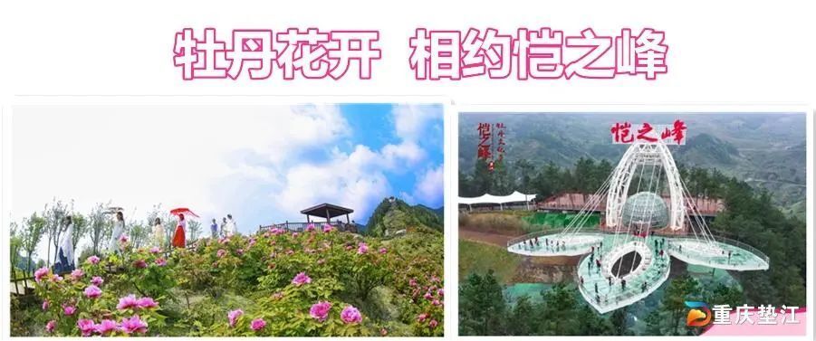 垫江牡丹花进入盛花期啦～恺之峰旅游区风景秀美吸引着县内外广大游客