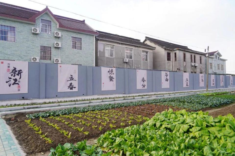 新江蜕变记（二）： 昔日“灰”村终不见，今朝“绿”意满新江_腾讯新闻