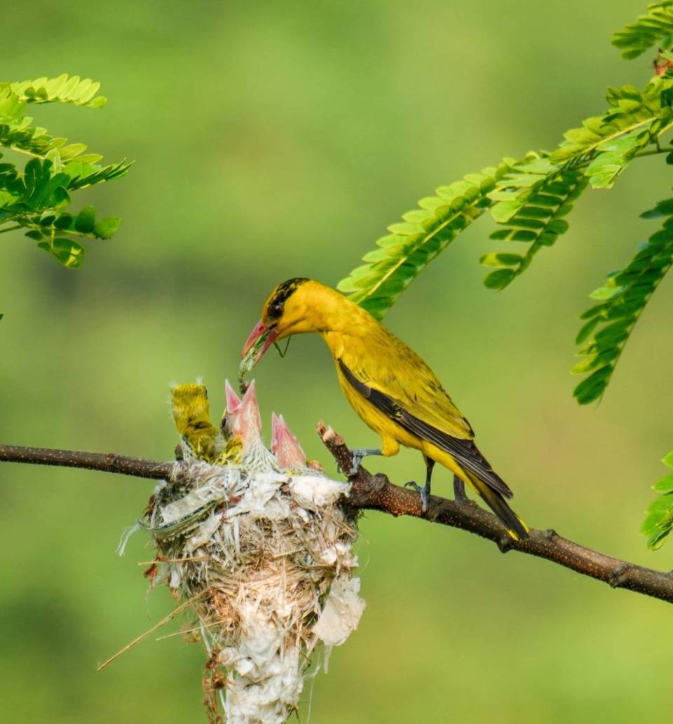四川达州:黄鹂鸟夫妻同框喂食小鸟 吸引众多观鸟爱好者"打卡"