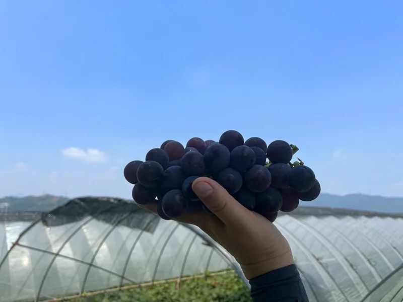 正当季的新鲜福安巨峰葡萄,"嗦"一口解暑"绝绝紫"!