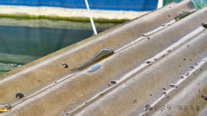 朱云华告诉记者,从清明前后开始养殖水蛭幼体,到10月份进入成熟