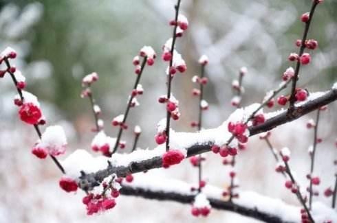 梅花的描写优美句子（历代诗人都写过梅花）-图2