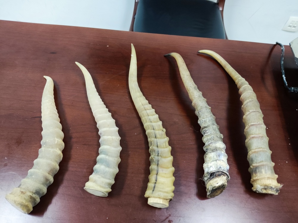 广州海关查获的濒危羚羊角海关提醒:根据《濒危野生动植物种国际贸易
