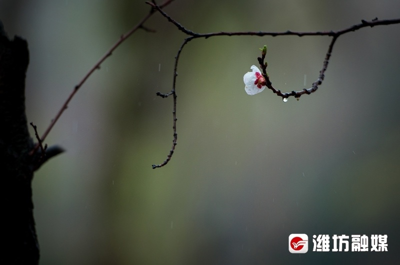 杏花微雨有多美今日共赏