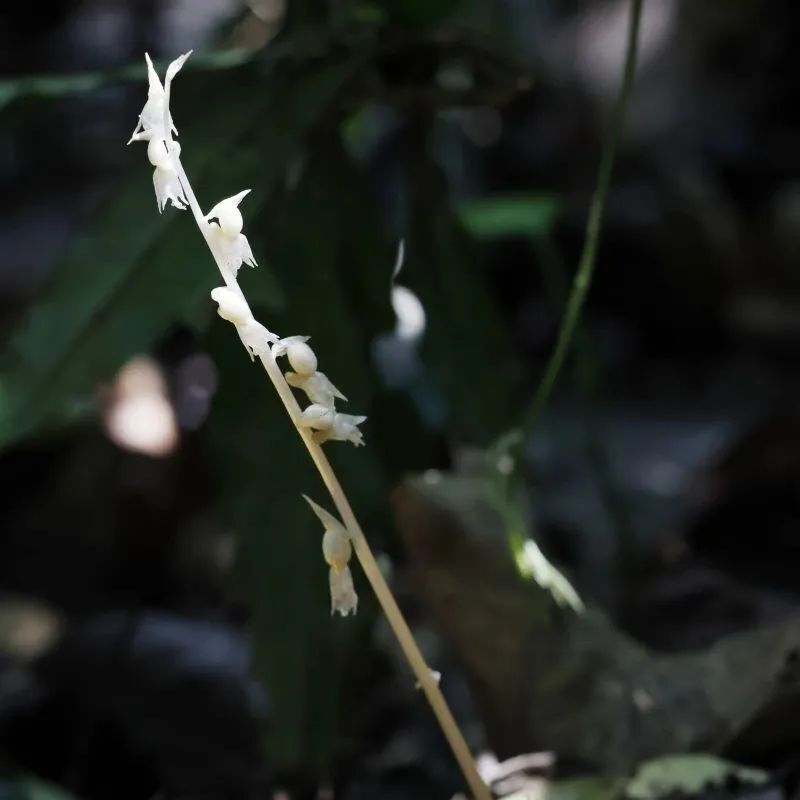 幽灵兰花草图片图片