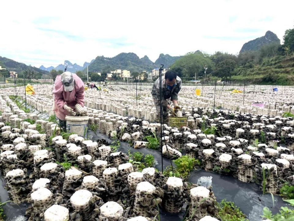 它为边民撑起致富伞_腾讯新闻