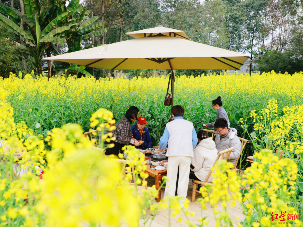 在成都的油菜花田他们把春天烫进了火锅里